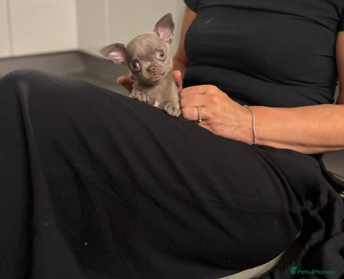 Chihuahua dogs Lilac KC Chihuahua boy 💙 - Advert 7