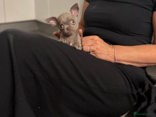 Chihuahua dogs Lilac KC Chihuahua boy 💙 - Advert 7