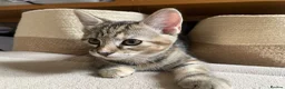 Mixed Breed cats for sale: 2 tabby girl kittens unusual colourings  - Advert 7