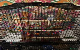 Budgerigars birds for sale: 1 Male and 1 Female Budgies for sale, as a pair. - Image 4