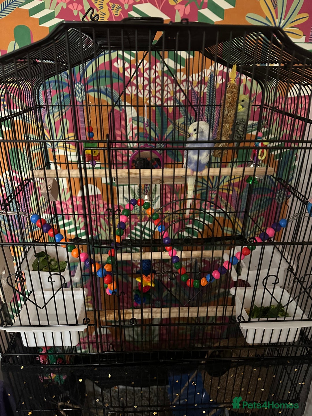 Budgerigars birds for sale: 1 Male and 1 Female Budgies for sale, as a pair. - Image 4