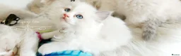 Ragdoll cats for sale: READY😻PURE BEAUTIFUL RAGDOLL 😻😻😻 - Advert 34
