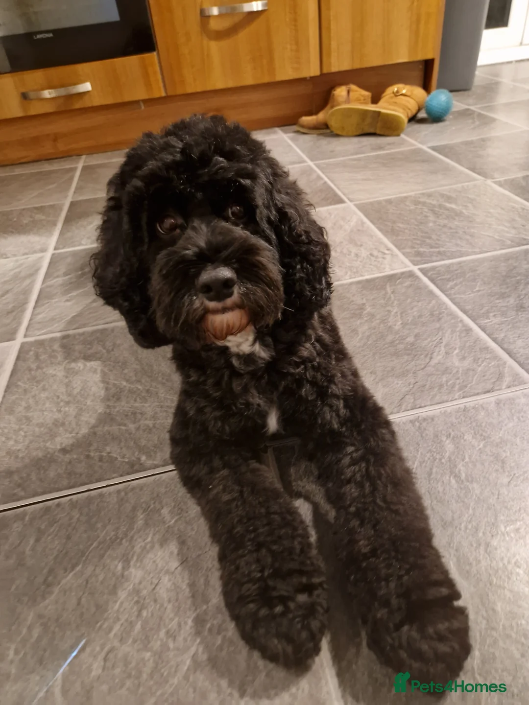 Cockapoo dogs for stud: 100% Proven cockapoo F1 STUD in Rotherham - Advert 2