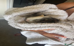 Guinea Pig rodents for sale: 2 male guinea pig brothers  - Image 4
