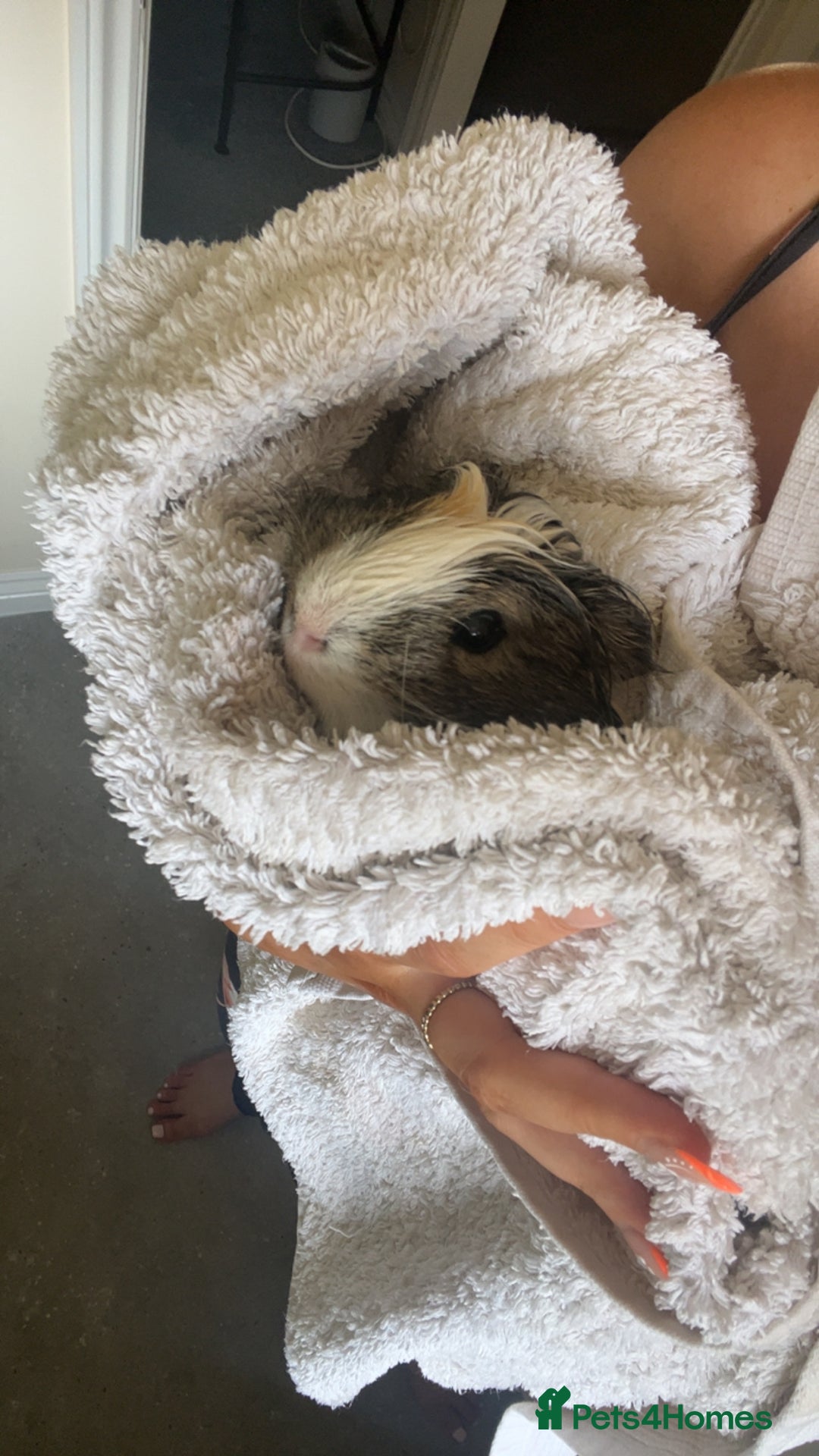 Guinea Pig rodents for sale: 2 male guinea pig brothers  - Image 4