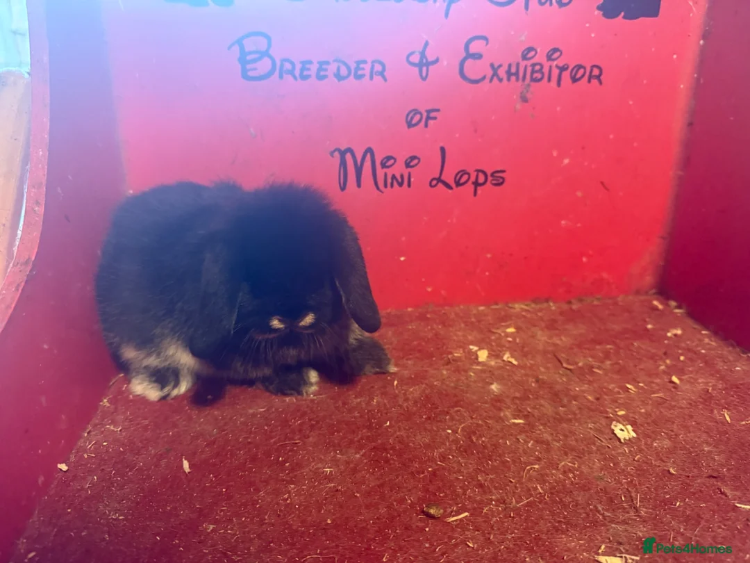 Mini Lop rabbits for sale: Mini lop baby rabbits ready now  - Advert 5