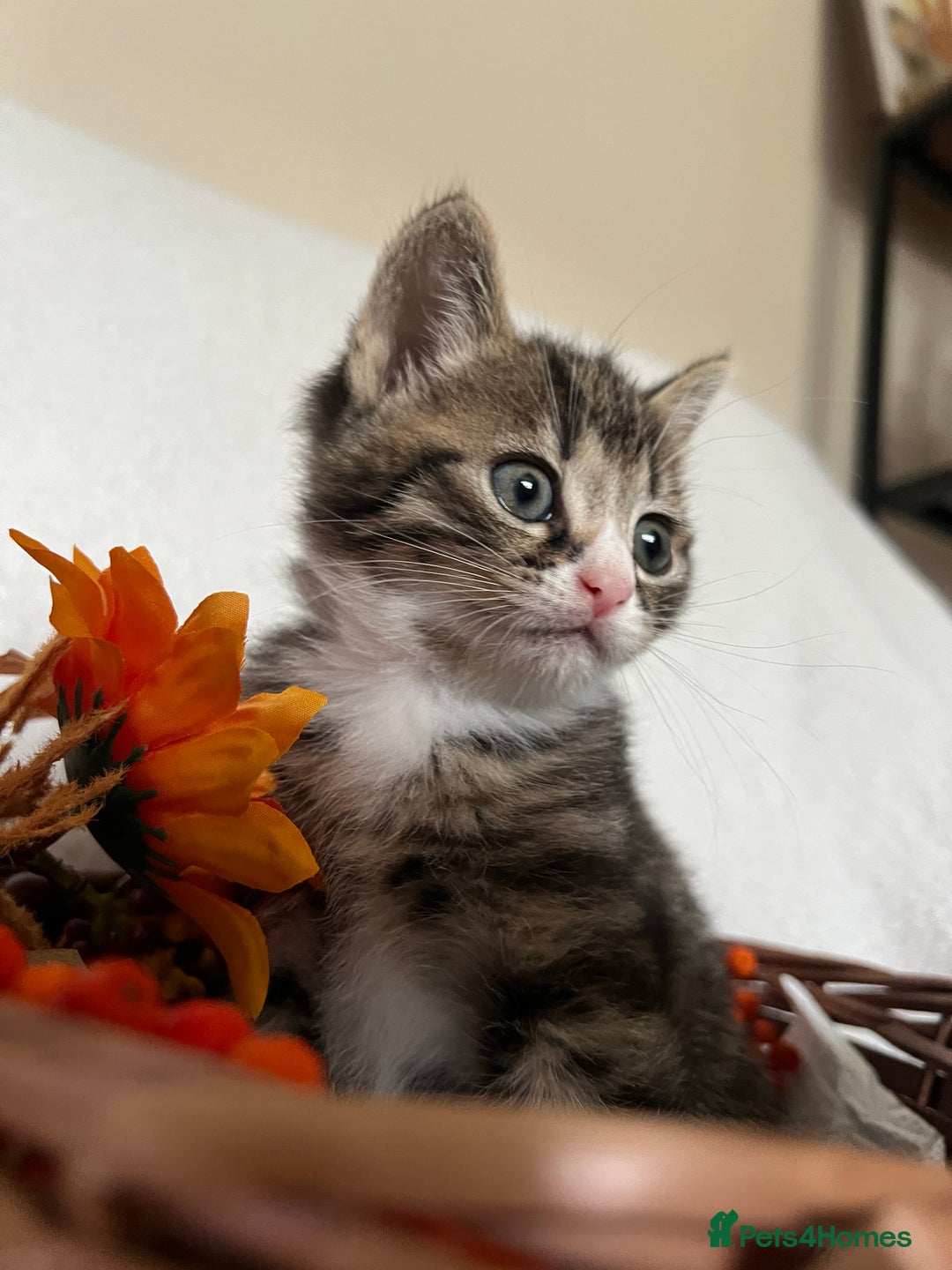 Scottish Fold cats for sale: Scottish fold kittens - Image 1