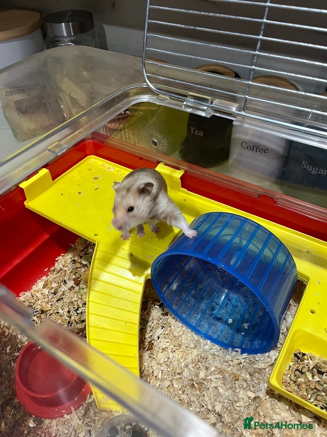 Hamster rodents for sale: hamster for sale  - Advert 9