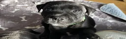 Staffordshire Bull Terrier dogs for sale: Most Friendly Staffy’s & Great Personality  in Aylesbury - Advert 10