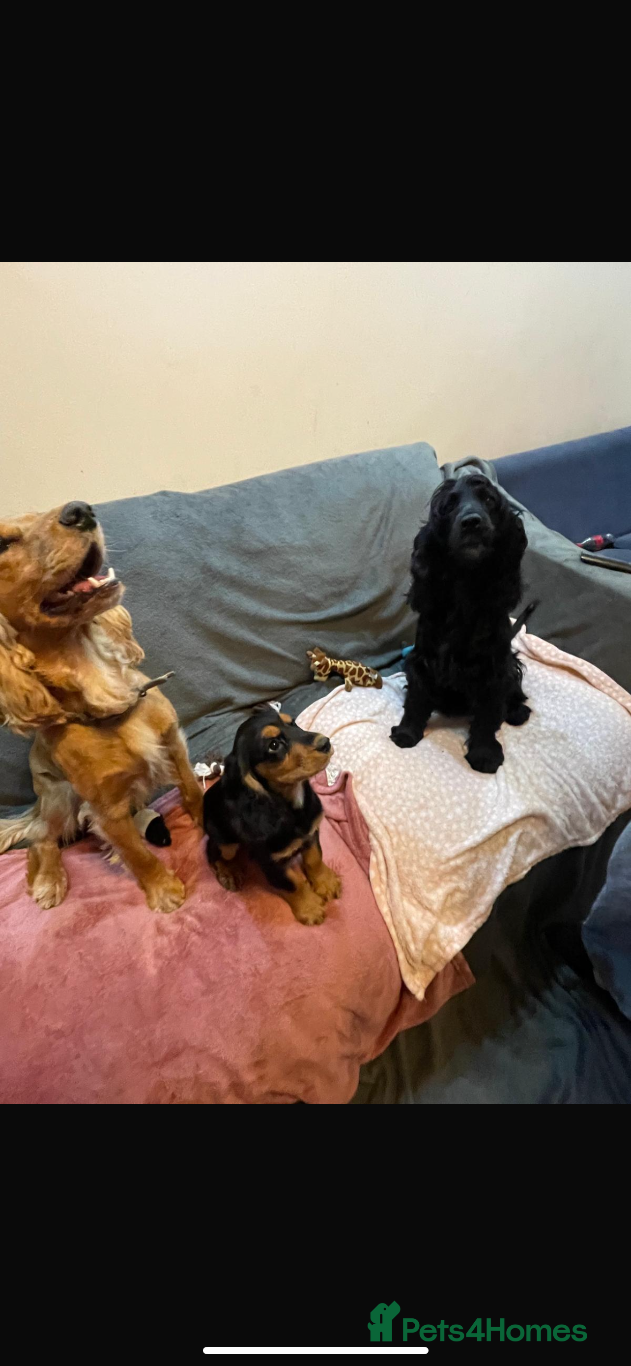 Cocker Spaniel dogs Rare Black and Tan Cocker spaniel - Advert 1