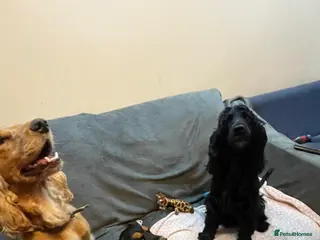 Cocker Spaniel dogs Rare Black and Tan Cocker spaniel - Advert 1