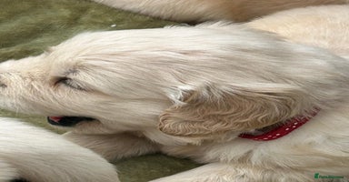 Golden Retriever dogs - Advert 6