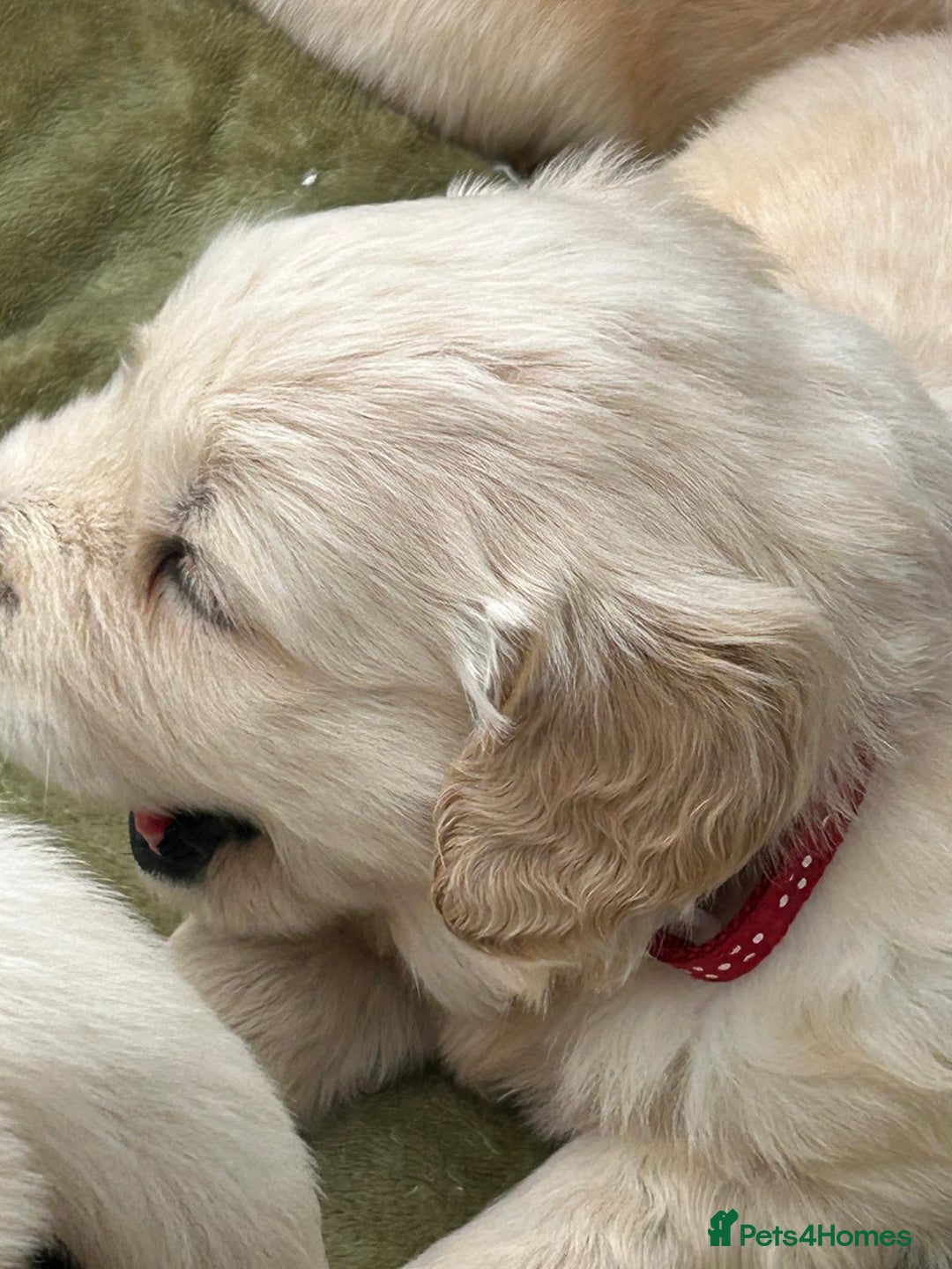 Golden Retriever dogs for sale: Superb litter Kc reg health tested goldens - Image 3