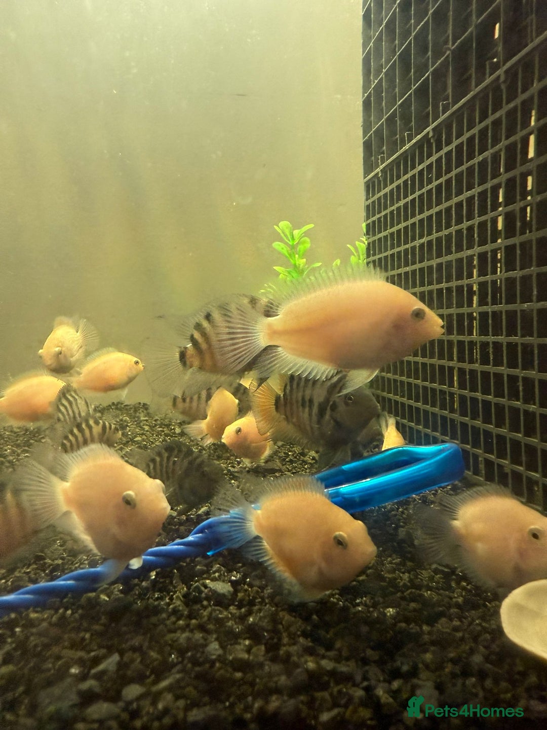 Cichlids fish for sale: Convict Cichlids and Albino for SALE! - Advert 2
