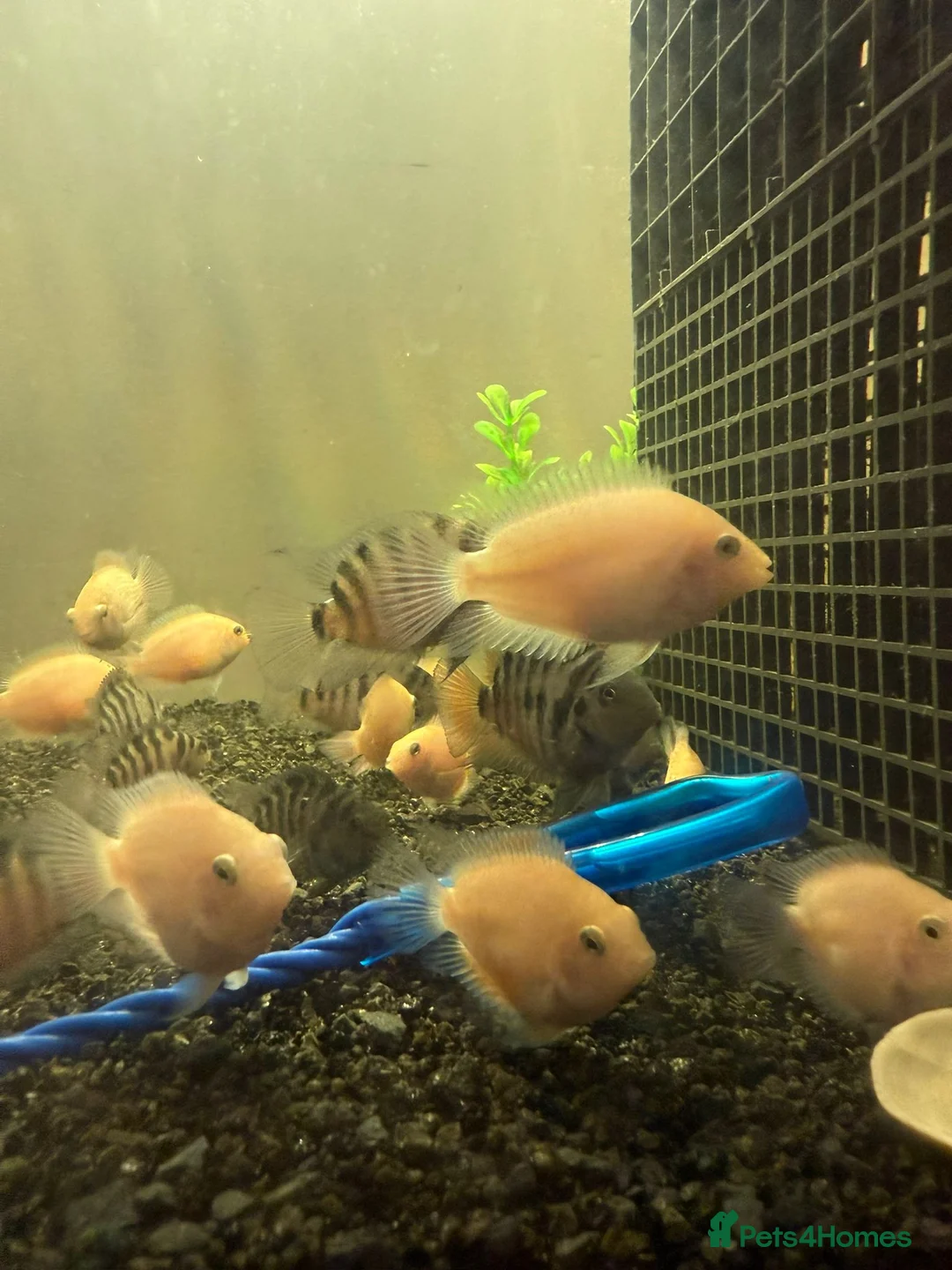 Cichlids fish for sale: UPDATE! Convict Cichlids and Piranhas for SALE! - Advert 2