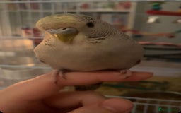 Budgerigars birds for sale: 4  budgies - Image 2