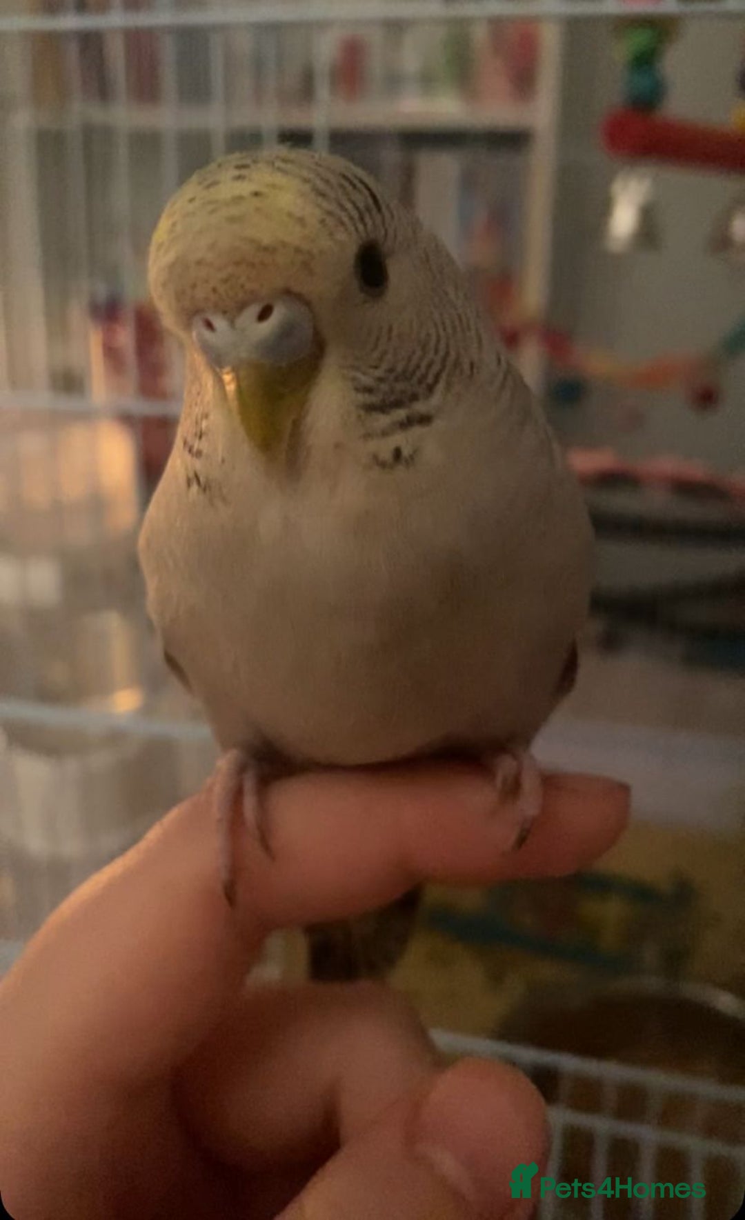 Budgerigars birds for sale: 4  budgies - Image 2