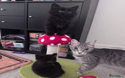 Mixed Breed cats for sale: 5 super cute kittens  - Image 22