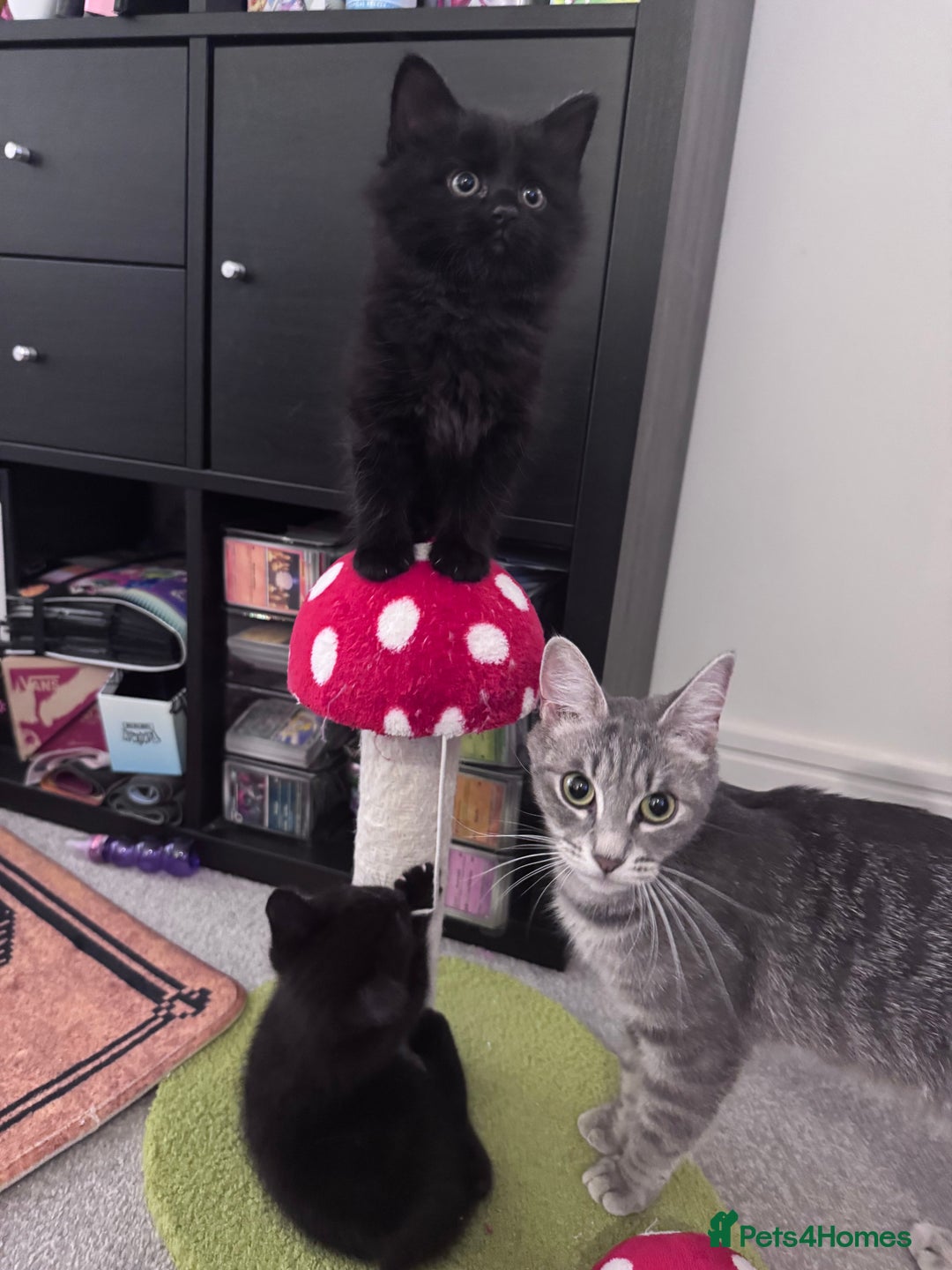 Mixed Breed cats for sale: 5 super cute kittens  - Image 22