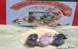 Mini Lop rabbits for sale: Full Mini Lop - Image 10