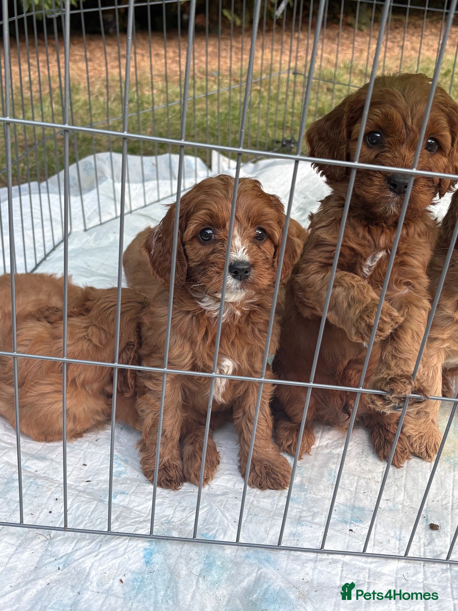 Cavapoo dogs Cavapoo Puppies Looking for their Forever Homes  - Advert 2