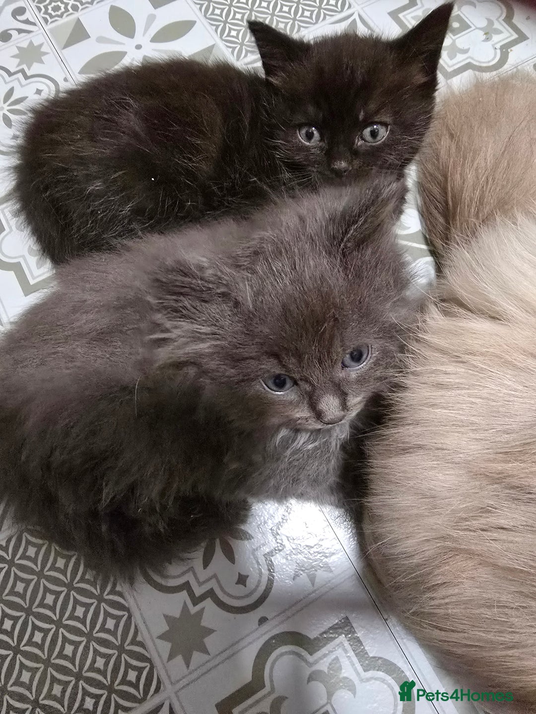 Ragdoll cats for sale: Gorgeous half ragdolls - Advert 13