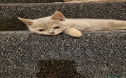British Shorthair cats for sale: 💜GCCF Kittens Ready for Their Forever Homes!💜 - Image 11