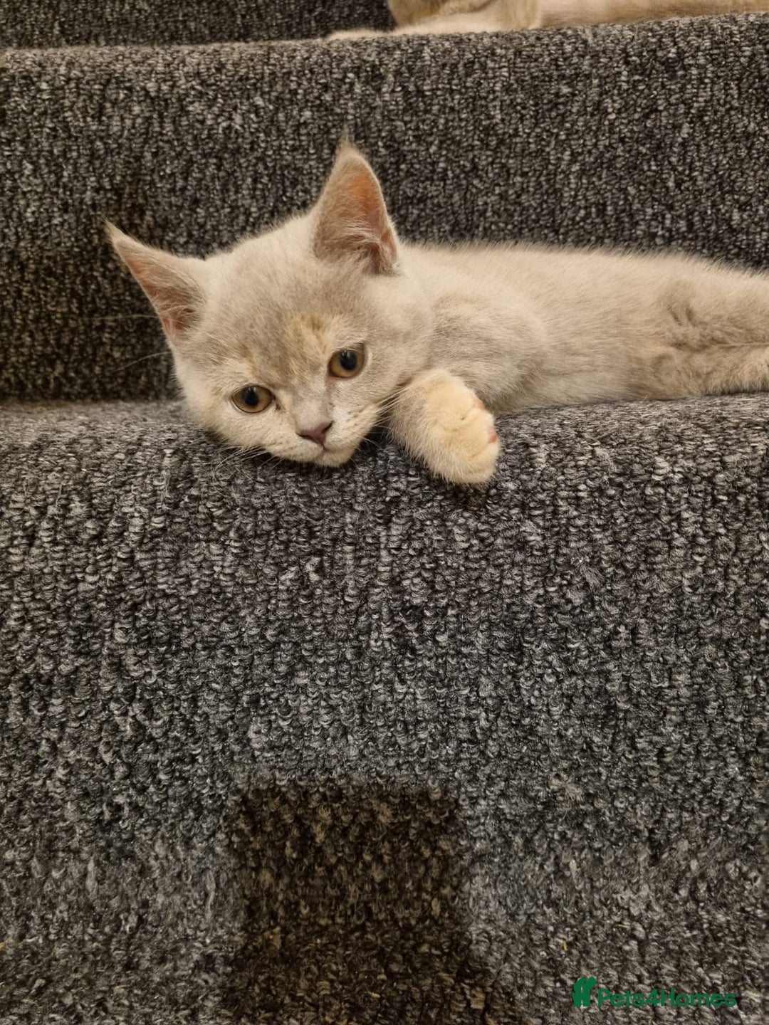 British Shorthair cats for sale: 💜GCCF Kittens Ready for Their Forever Homes!💜 - Image 11