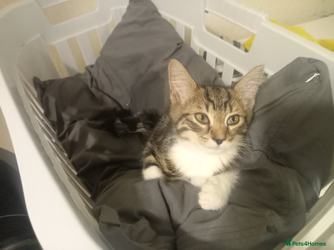 Tibetan cats for sale: Tabby kitten for sale - Image 9
