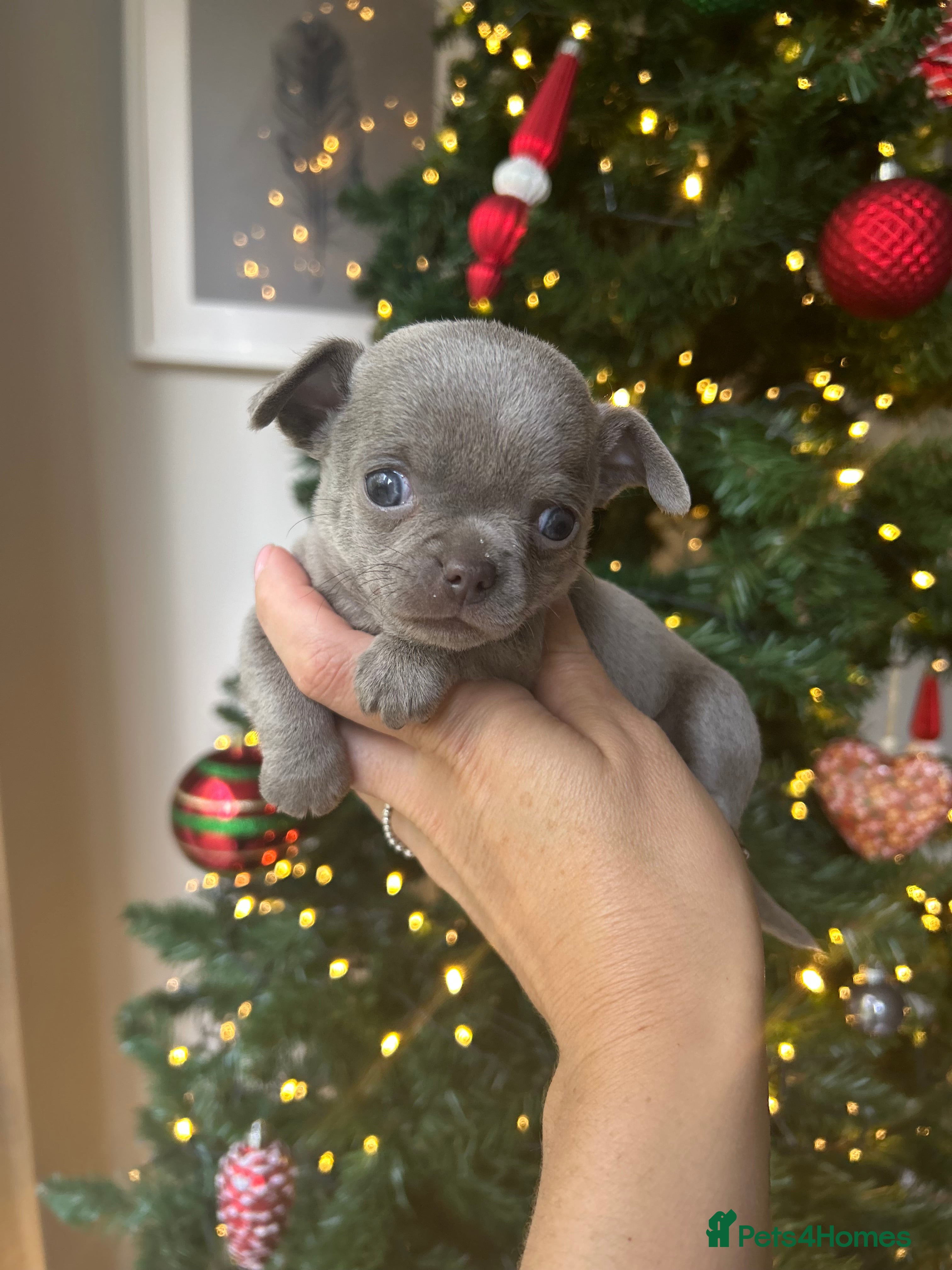 Chihuahua dogs Lilac KC Chihuahua babies - Advert 18