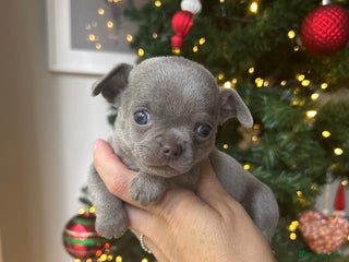 Chihuahua dogs Lilac KC Chihuahua babies - Advert 11