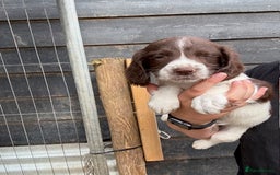 English Springer Spaniel dogs for sale: Beautiful pedigree springer spaniels  - Image 12
