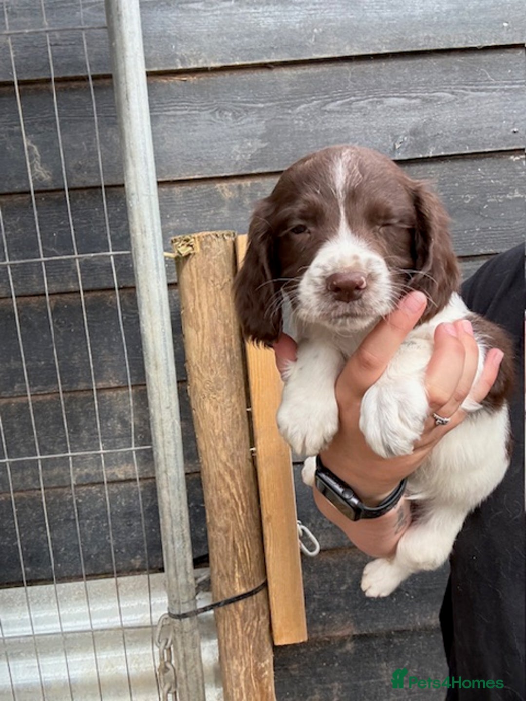 English Springer Spaniel dogs for sale: Beautiful pedigree springer spaniels  - Image 12