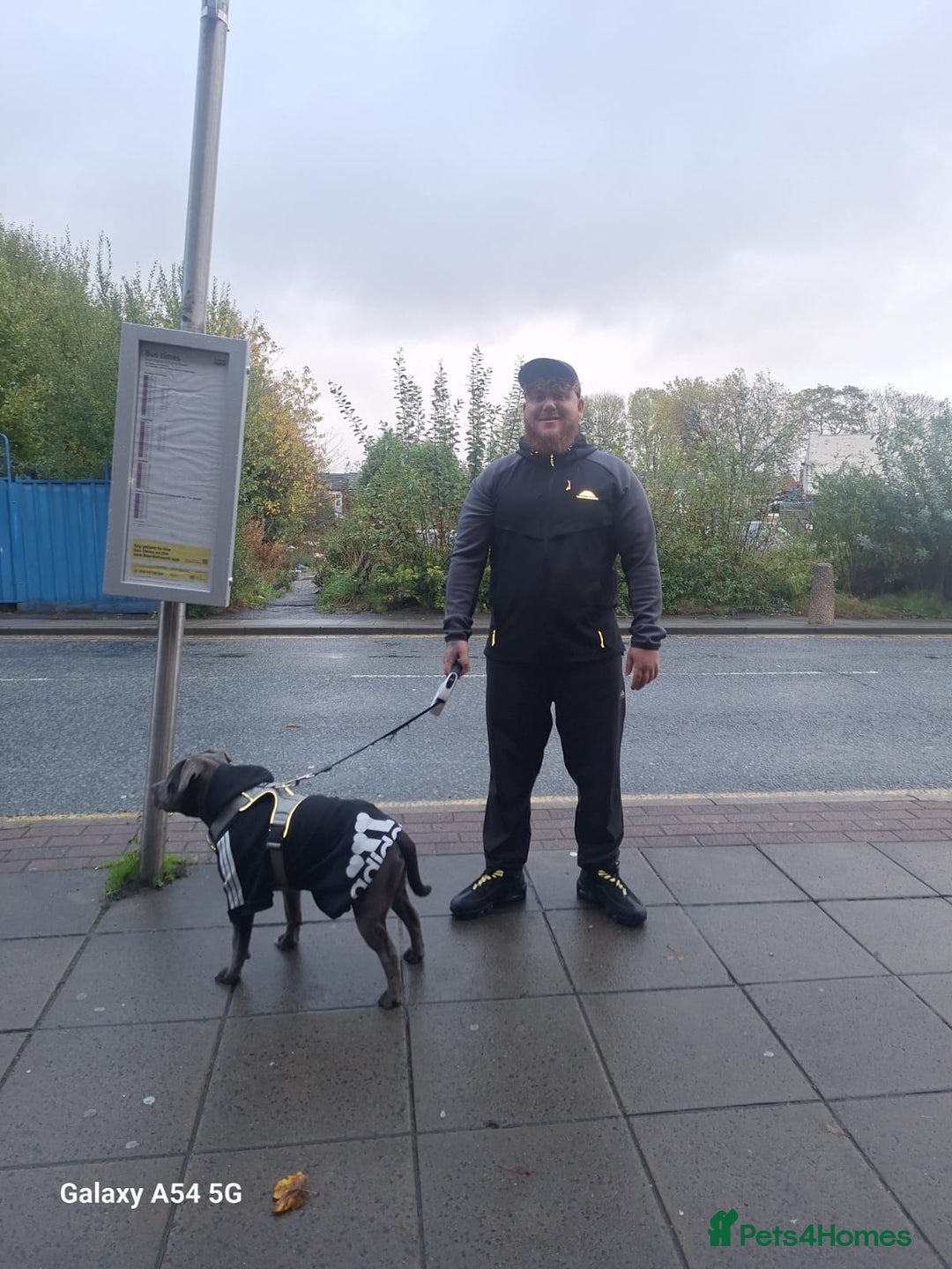 Staffordshire Bull Terrier dogs for stud: **FOR STUD** KC REGISTERED BLUE STAFF BULL TERRIOR - Advert 27