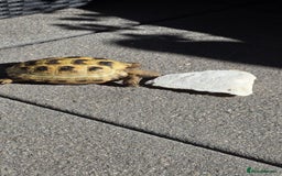 Tortoise reptiles for sale: Friendly Tortoise Looking for a Loving Home  - Image 1