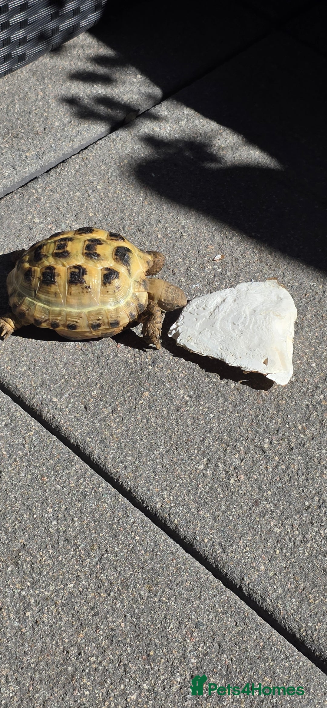 Tortoise reptiles for sale: Friendly Tortoise Looking for a Loving Home  - Image 1