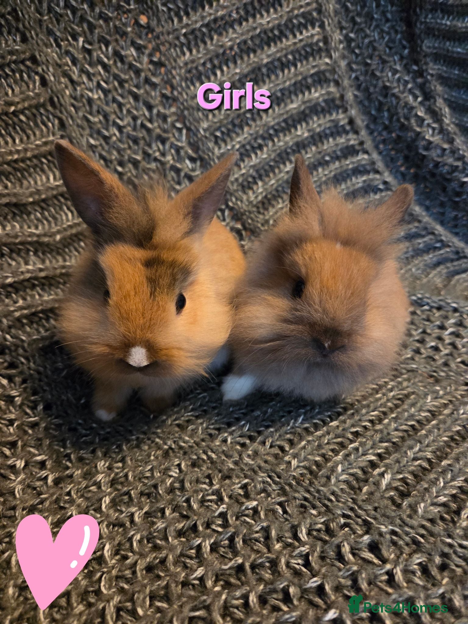 Lionhead rabbits Very tame 8wk girls 🩷🩷lion head baby bunnies  - Advert 2