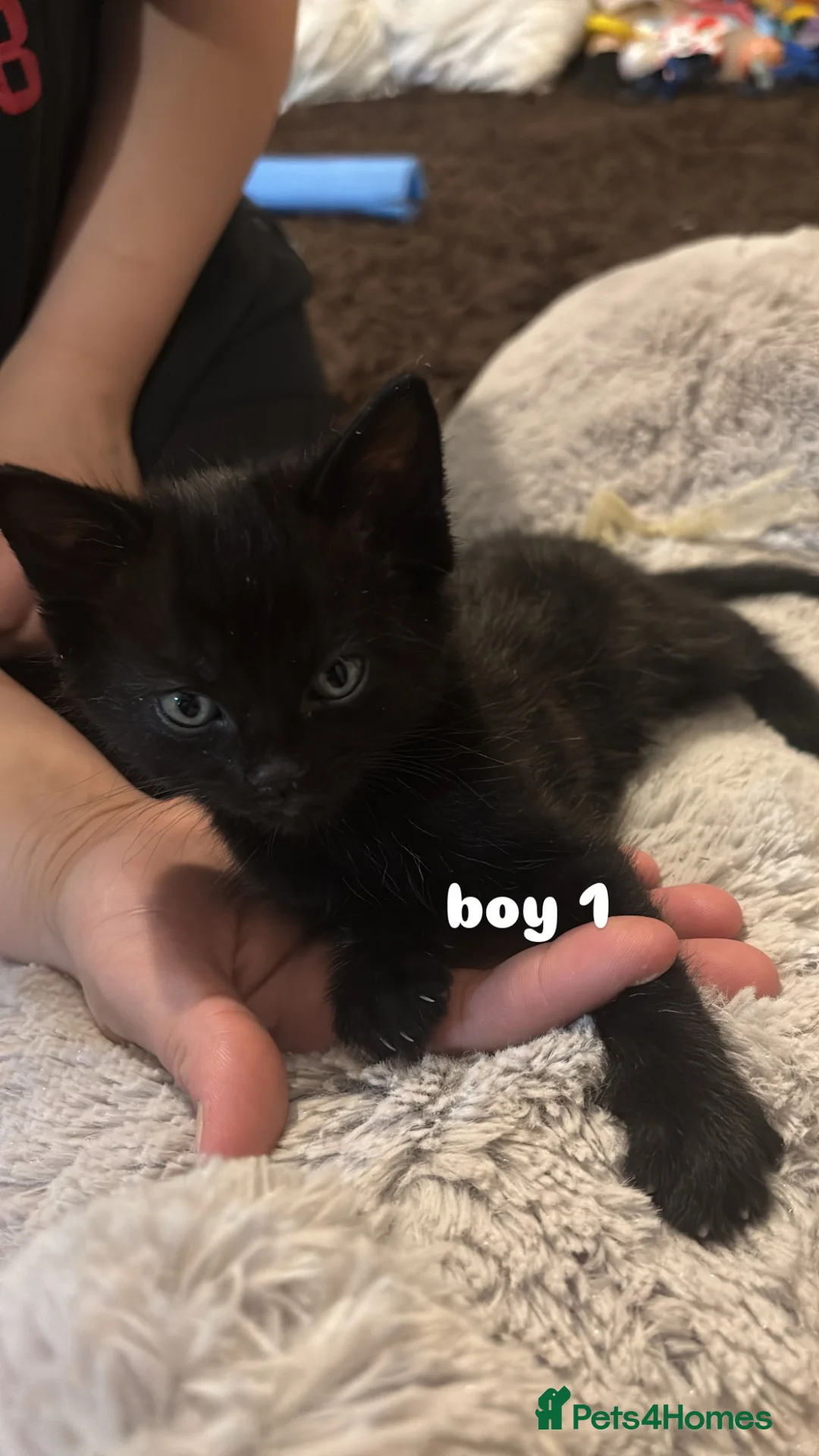 Mixed Breed cats for sale: Kittens for sale! - Advert 2