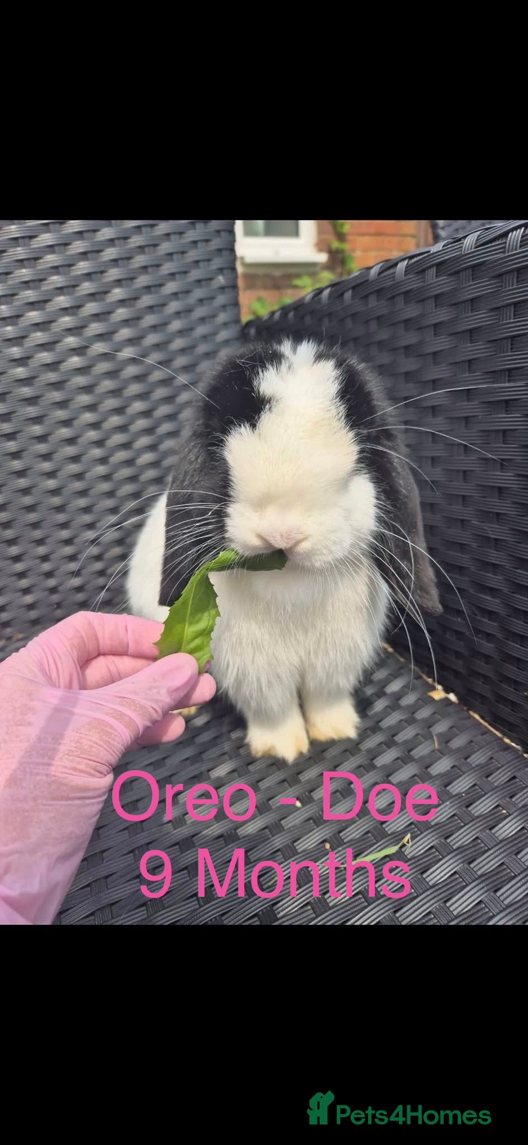 Mini Lop rabbits for sale: Baby & Adult Mini Lops Read Description  - Advert 3