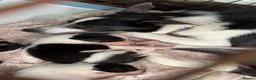 Border Collie dogs for sale: 6 amazing pups  - Advert 6