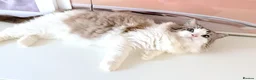 Ragdoll cats for sale: INDOOR GCCF REG 4 YEARS OLD RAGDOLL MALE CAT - Advert 12