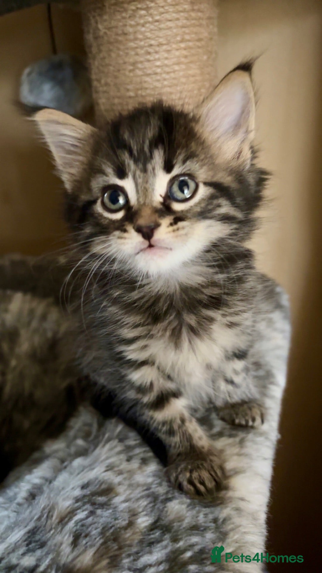 Mixed Breed cats Beautiful litter of kittens  - Advert 2