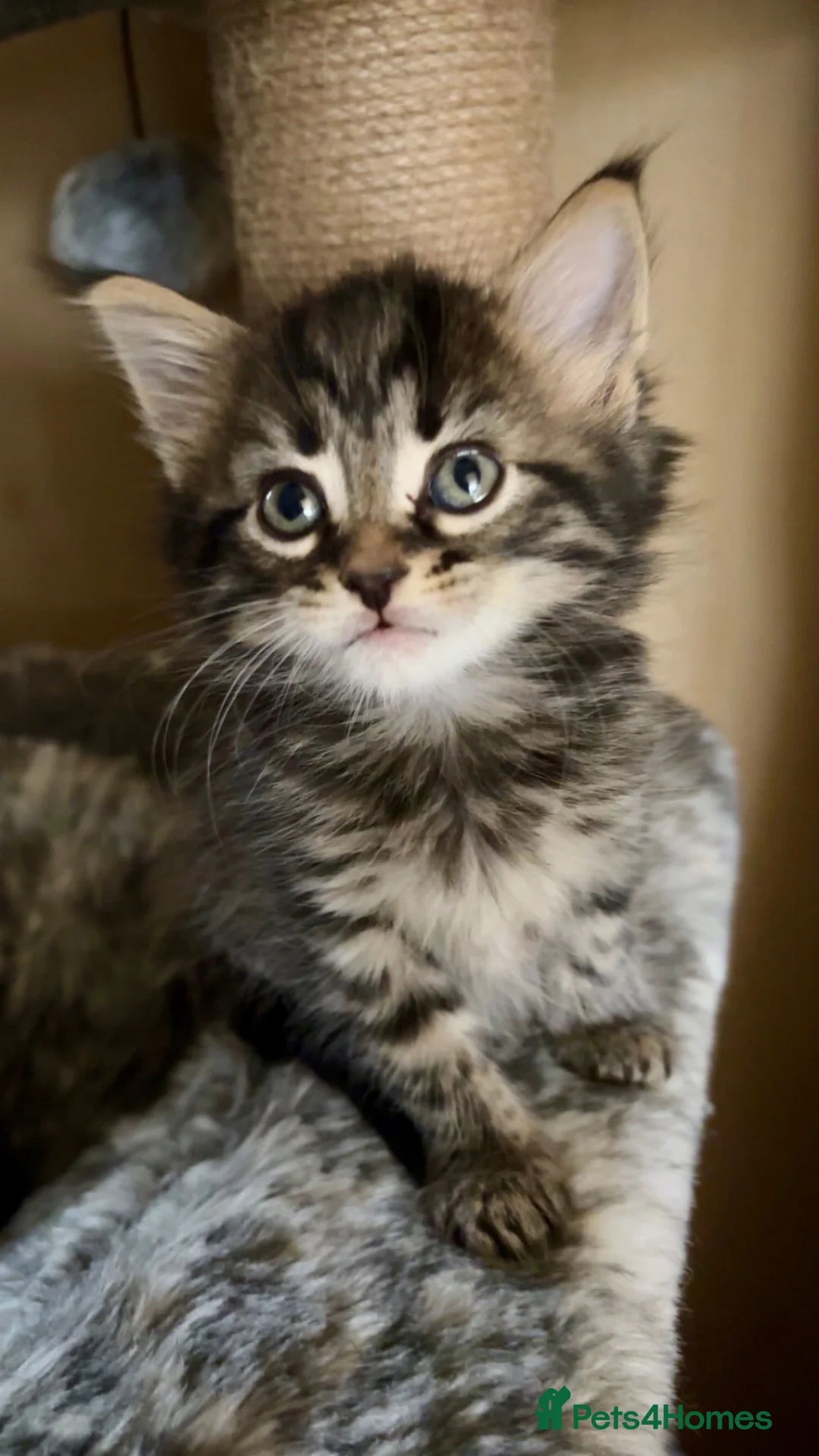 Mixed Breed cats for sale: Beautiful litter of kittens  in Exmouth - Advert 1
