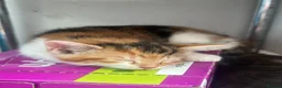 Domestic Shorthair cats for sale:     Beautiful kittens Looking for Loving Homes - Advert 17