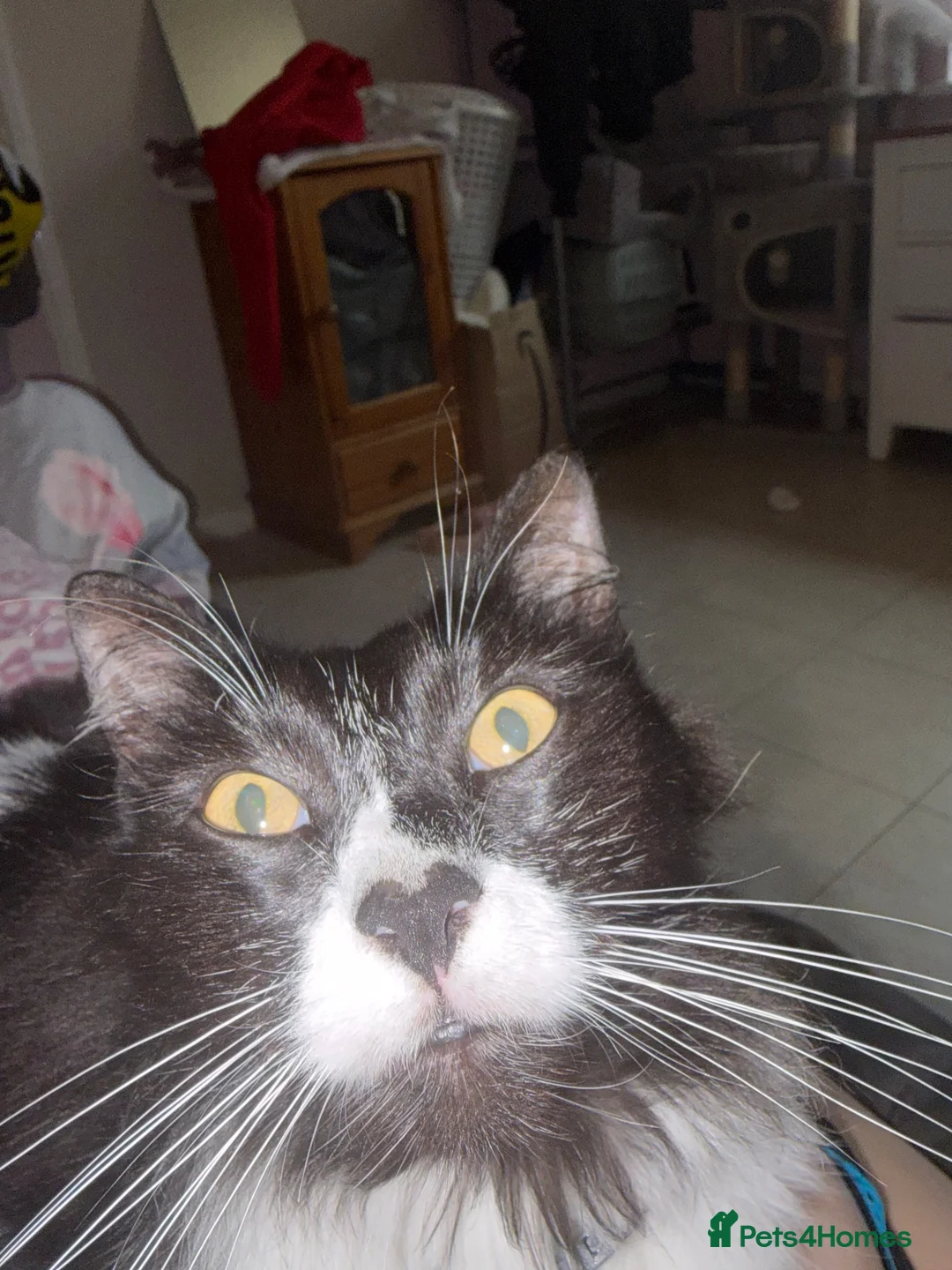 Mixed Breed cats for sale: Asta  in Newhaven - Advert 4