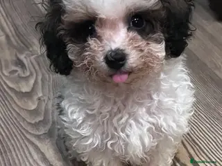Cavapoo dogs One beautiful cavapoo boy - Advert 18