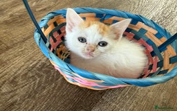 American Shorthair cats for sale: American shorthair x sphynx  - Image 2