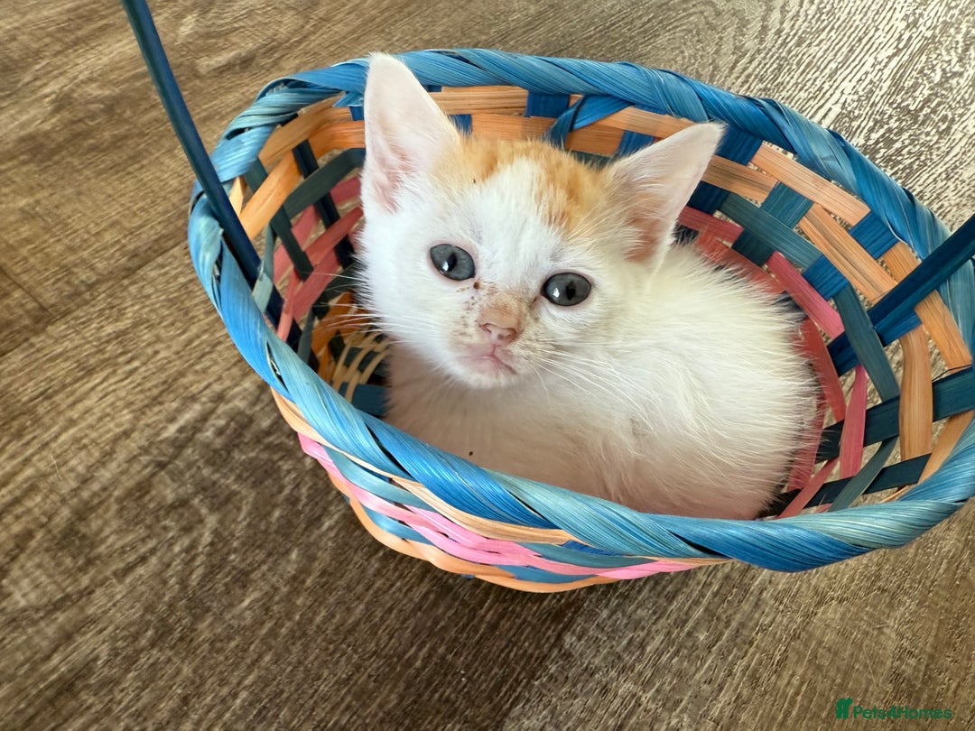 American Shorthair cats for sale: American shorthair x sphynx  - Image 2