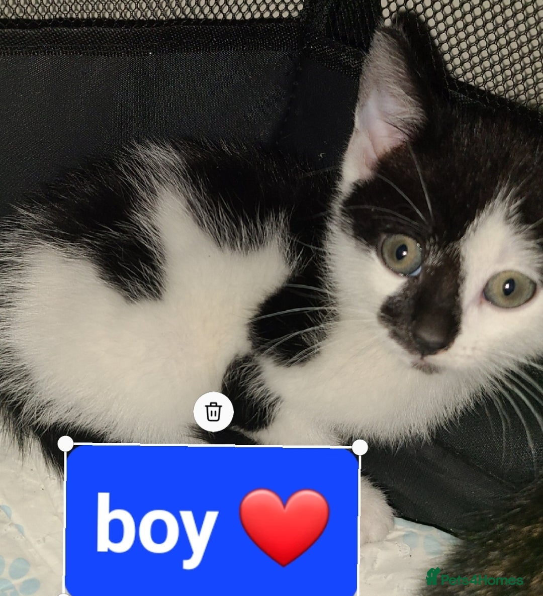 Mixed Breed cats for sale: Beautiful kittens ready now  - Advert 7