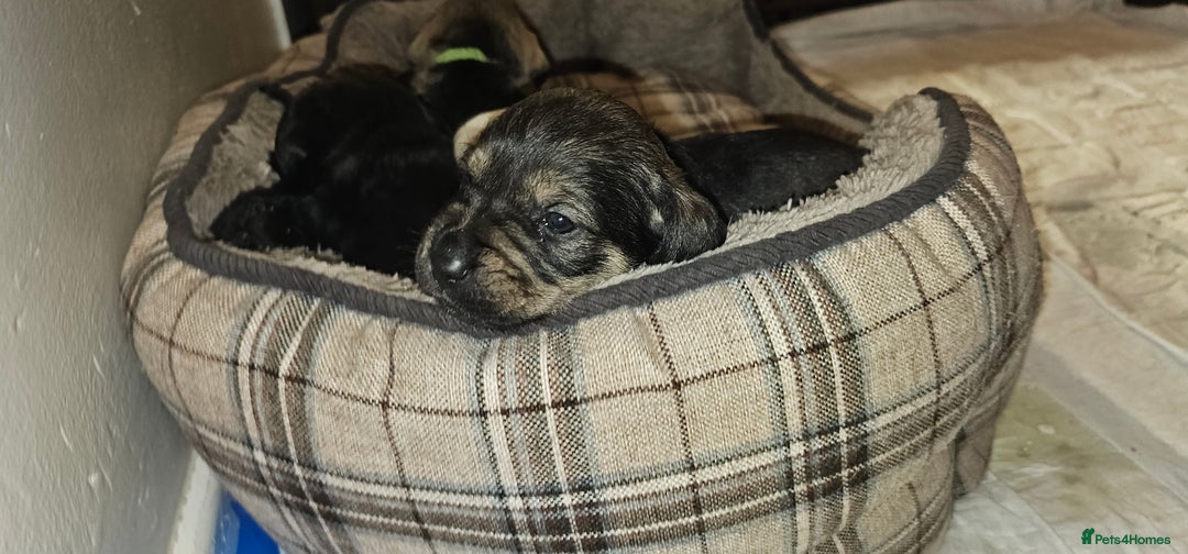 Schnoodle dogs for sale: Perfect schnoodles - Advert 10